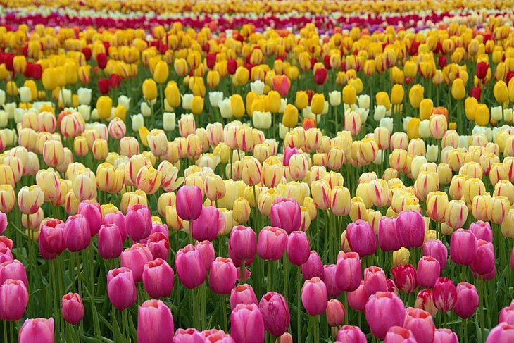 Champ de tulipes en fleurs au printemps à Plomeur, un incontournable pour les amateurs de nature lors d’un séjour en tourisme à Plomeur.