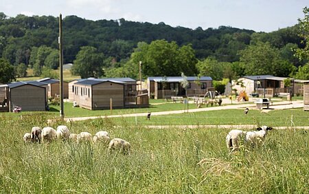 Éco-pâturage avec des moutons dans un camping en pleine nature, exemple concret de bonne pratique recensée dans le Carnet de bord du camping durable de Sites et Paysages.